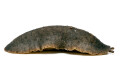 Laevicaulis sp. Nigeria adult